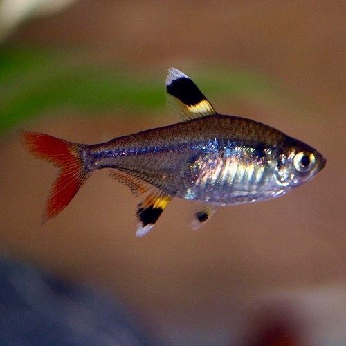 Pristella riddlei, Pristella maxillaris - Xray tetra M