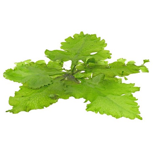 Ceratopteris petroides