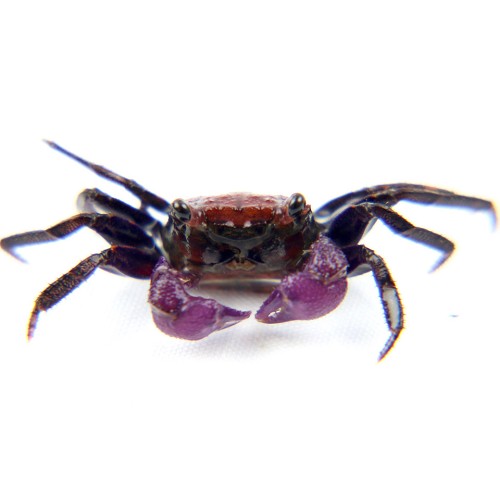 Geosesarma sp. - Vampire crab