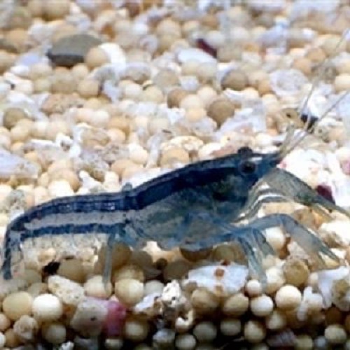 Cambarellus diminutus - Least crayfish