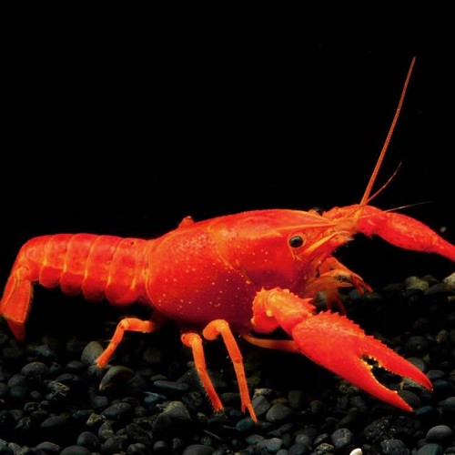 Cherax sp.neon - Louisiana crayfish sp. neon 6-7 cm