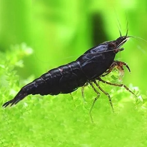 Neocaridina cherry - Black cherry shrimp