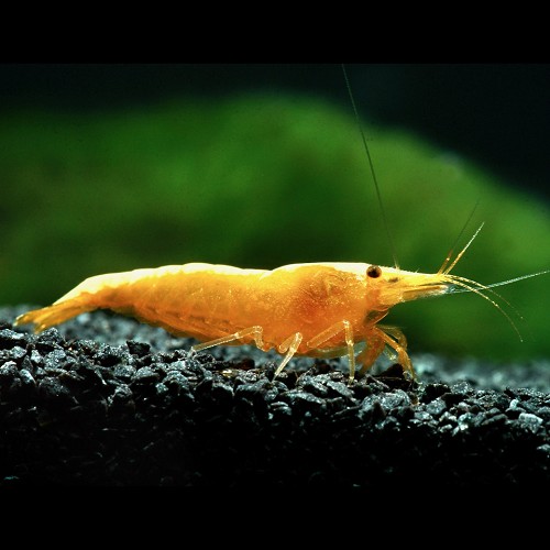 Neocaridina heteropoda yellow fire - Yellow fire shrimp (1.5 - 2cm)