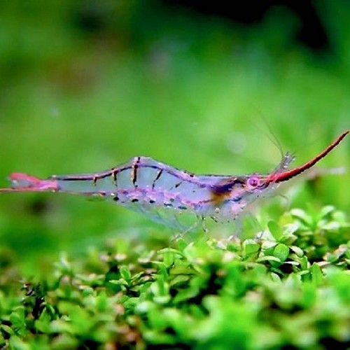 Caridina graccilirostris - Pinnochio shrimp M