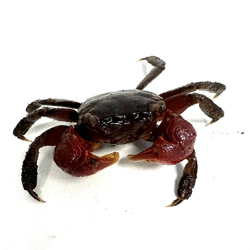 Sesarma johorensis - Red crab M