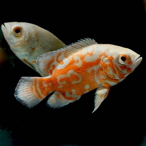 Astronotus ocellatus albino - Marble albino cichlid 5-6 cm