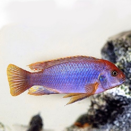 Iodotropheus sprengerae  - Lavender mbuna 4-5 cm