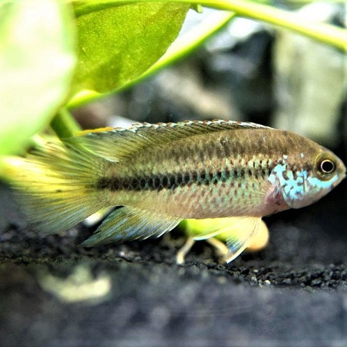 Nannacara anomala - Golden eyed dwarf cichlid 3-4 cm