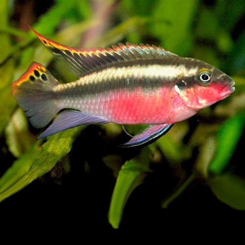 Pelvicachromis pulcher red - Krib