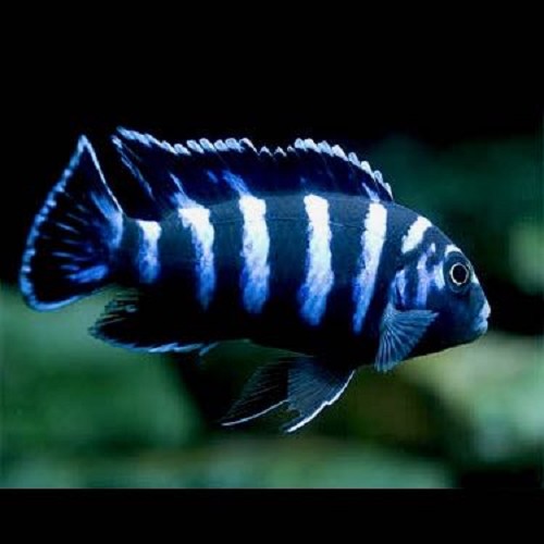 Pseudotropheus demasoni - Demasoni Cichlid 3,5 cm