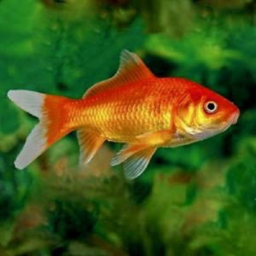 Carassius auratus - Goldfish 4-6 cm