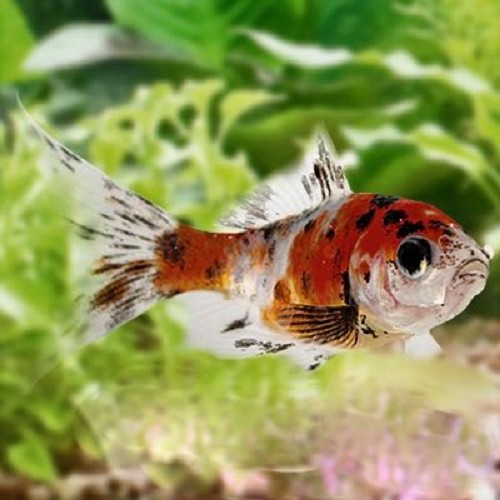 Carassius auratus - Goldfish shubunkin 4-6 cm