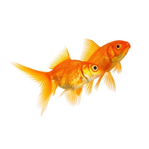 Carassius auratus - Fantail red 5-6 cm