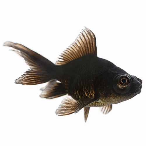Carassius auratus - Fantail black 5-6 cm