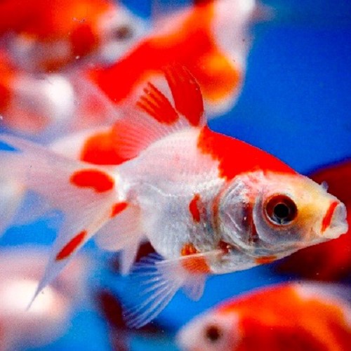 Carassius auratus - Fantail sarasa 5-6 cm