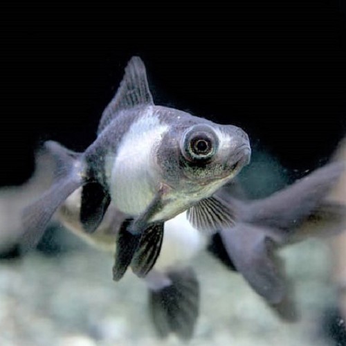 Car.auratus  Sluierstaart panda 5-6 cm