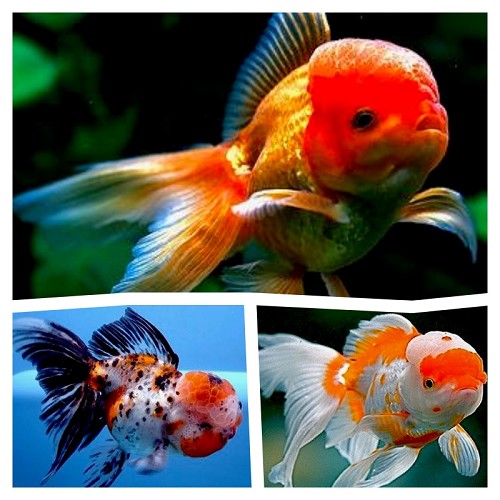 Carassius auratus oranda mix - Lionhead with dorsal fin mix 10-12 cm