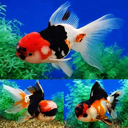 Carassius auratus oranda - Lionhead tricolor 6 cm