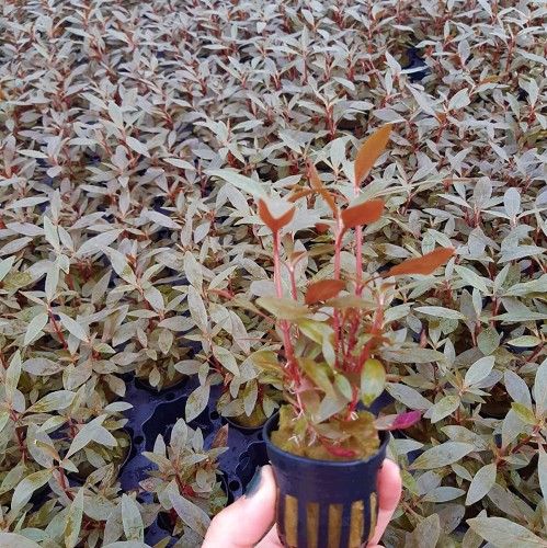 Alternanthera reineckii mini - Magenta Water Hedge mini in pot