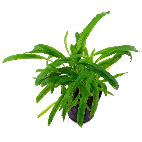 Cryptocoryne costata in pot