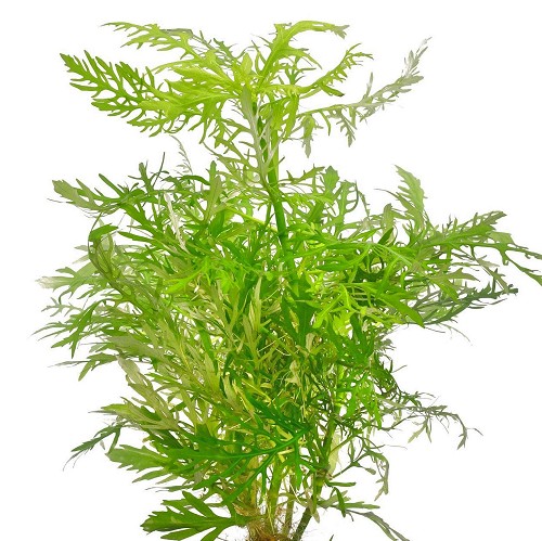 Hygrophila difformis - Water wisteria in pot
