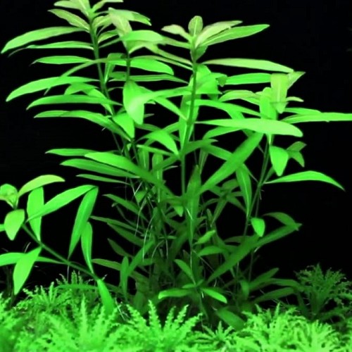 Hygrophila polysperma - Dwarf Hygrophila in pot