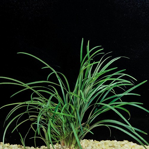 Ophiopogon japonica in pot