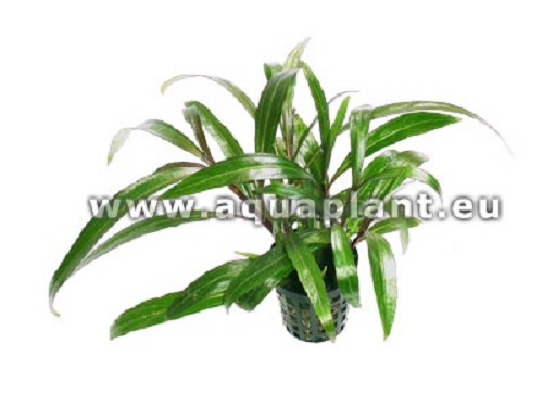 Eriocaulon - Sevenangle Pipewort in pot