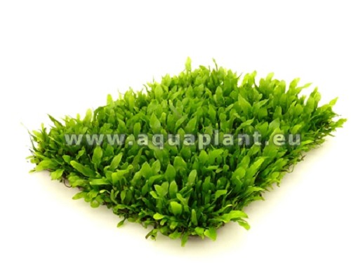 Microsorium minor epaqmat - Green touch long 4 x 13 cm
