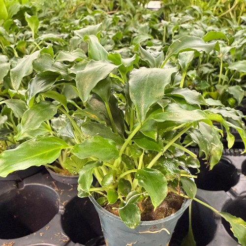 Schismatoglottis in pot