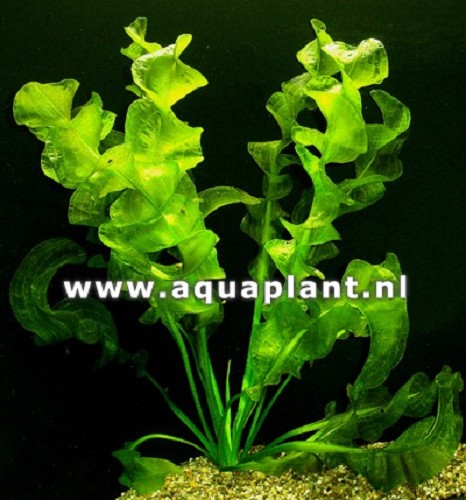 Aponogeton ulvaceus bulbs