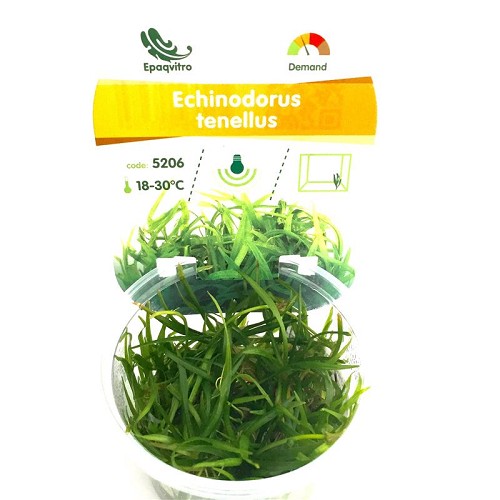 Echinodorus tennelus in cup
