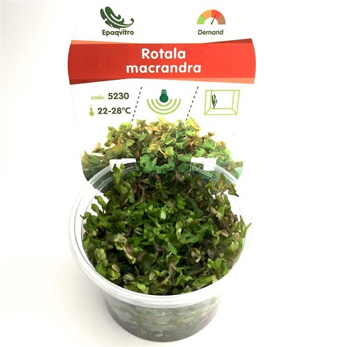 Rotala macrandra in cup