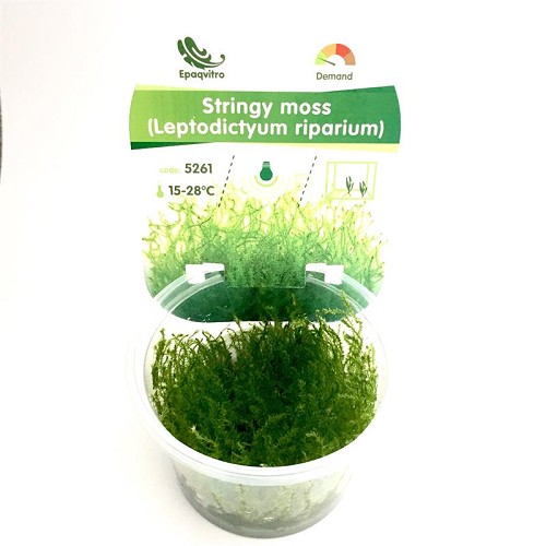 Stringy moss in a cup