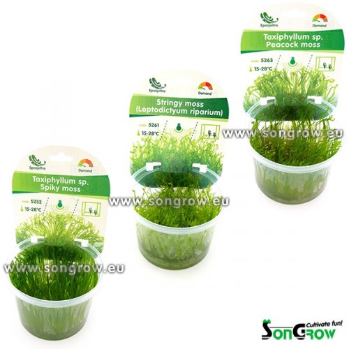 Selection Epaqvitro mosses 12 pieces