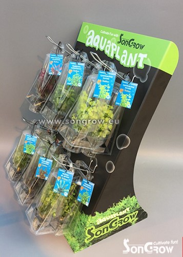 Rotala sp. green
