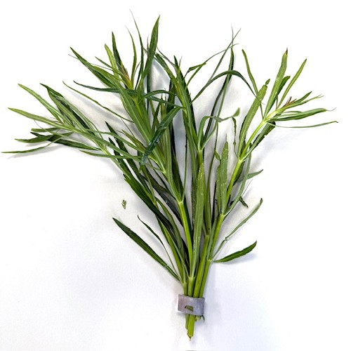 Eustralis stellata large leaves