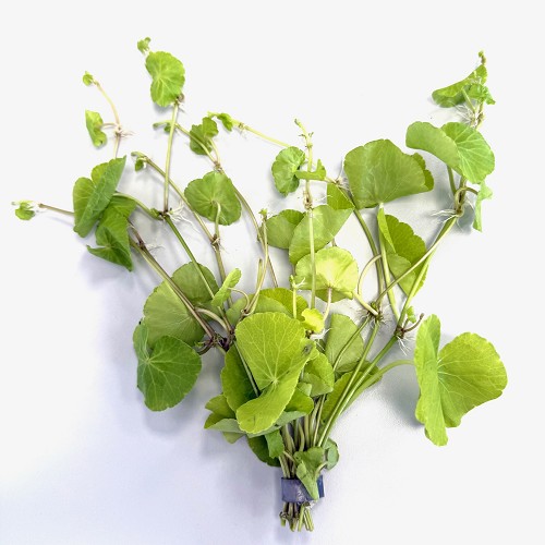 Hydrocotyle leucocephala