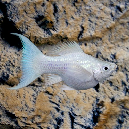 Poeciliidae sphenops - Dalmatien balloon molly M