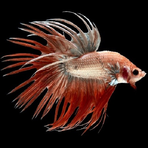 Betta splendens - Siamese fighting fish crowntail longfin XL