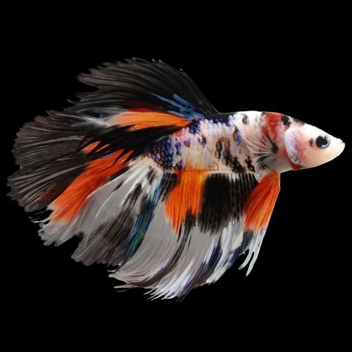Betta splendens - Siamese fighting fish halfmoon XL