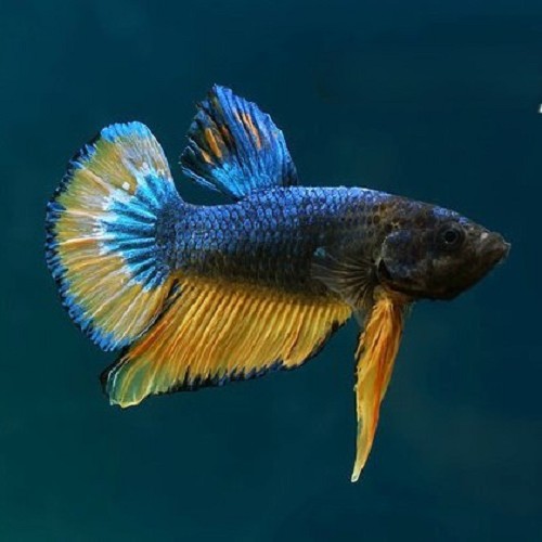 Betta splendens   Betta plakat  mustard