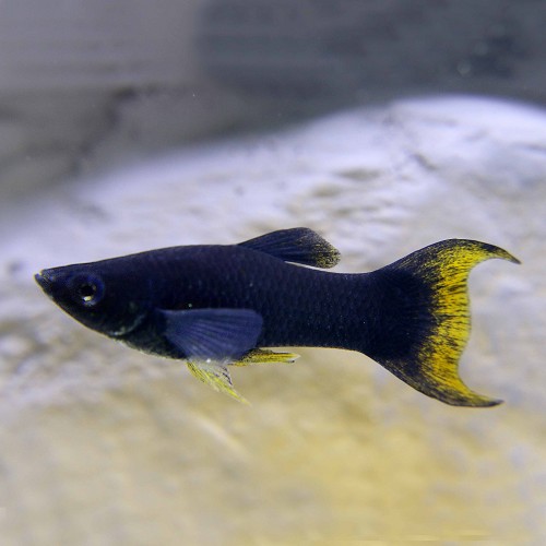 Poeciliidae sphenops lyretail - Black lyretail molly M