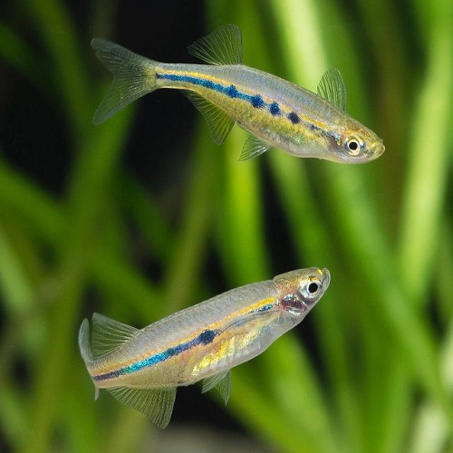 Chela dadyburjori - Dadio