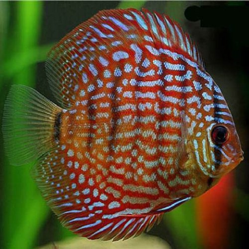 Symphysodon aequifasciatus - Discus red turquoise 7-8 cm