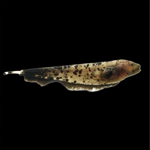 Apteronotus albifrons - Golden ghost knife fish