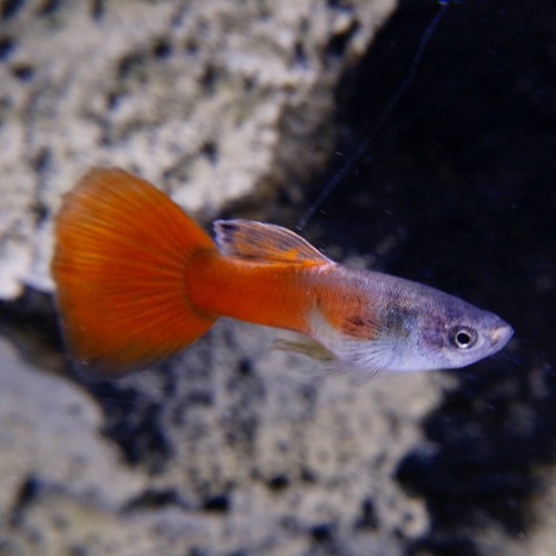 Poecilia reticulatus, Lebistes reticulatus - Guppy male red neon M