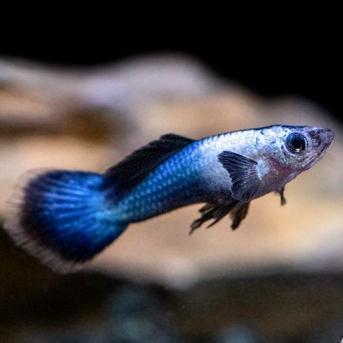 Poecilia reticulatus, Lebistes reticulatus - Guppy endler panda  L
