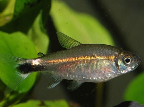 Hyphessobrycon hyanuary