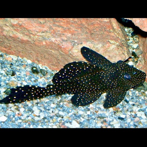 Leporacanthicus galaxias L340- Galaxy Pleco